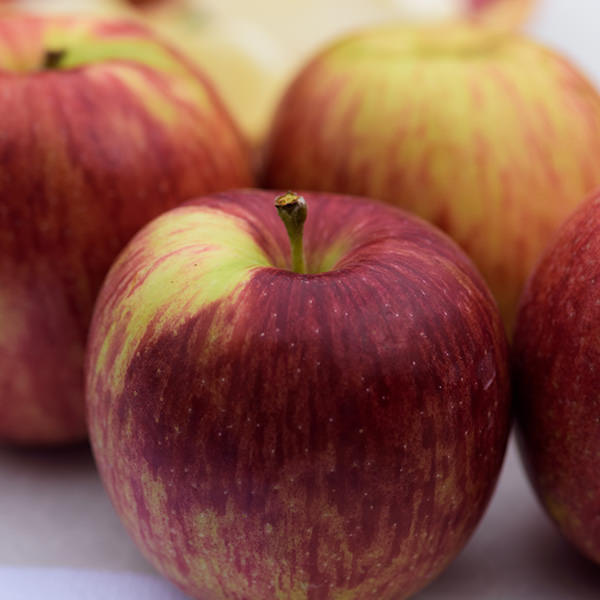 「百年林檎」が織りなす、人とりんごの物語