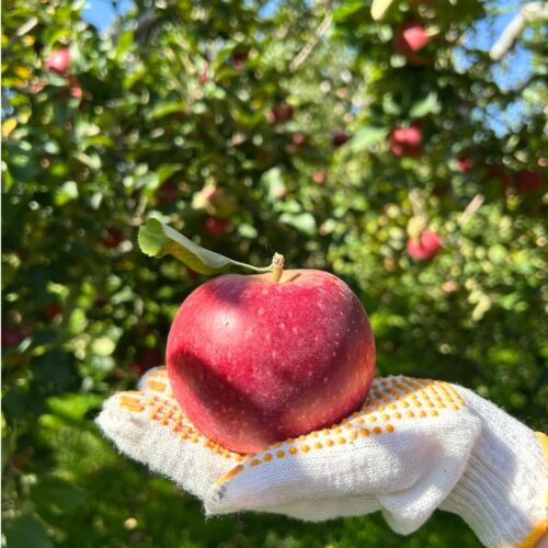 Vol.31 りんご研修レポート🖋 北津軽郡板柳町にある桜庭りんご農園さん